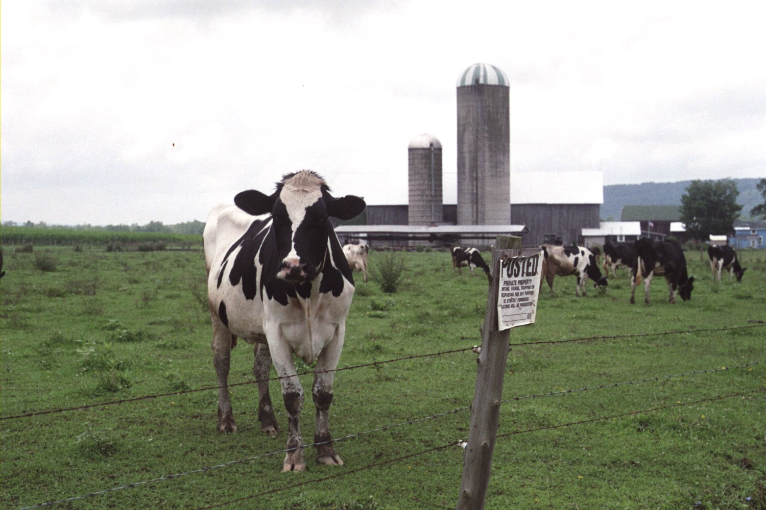 Noncooperative Cows