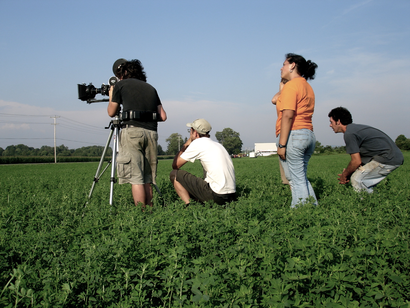 in Alfalfa