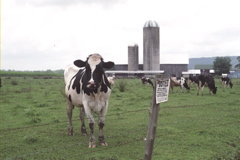 Noncooperative Cows