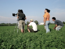 in Alfalfa
